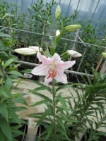 [1778 Lido No02.JPG]